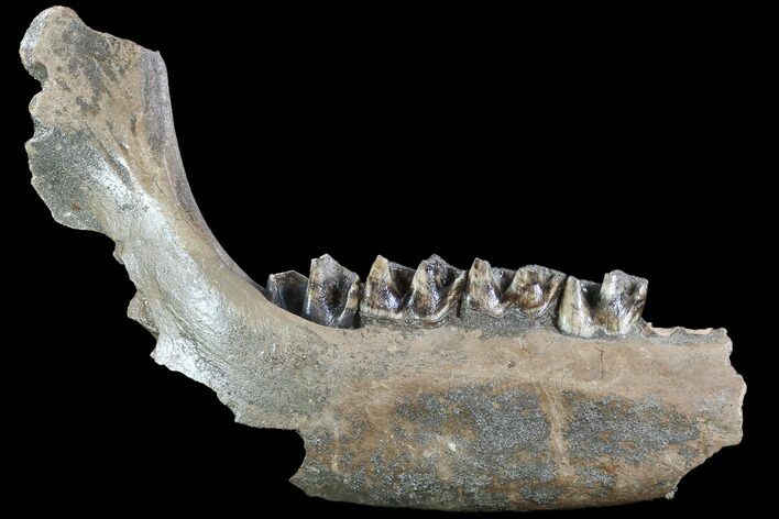 Fossil Rhino (Stephanorhinus) Lower Jaw - Germany #87471